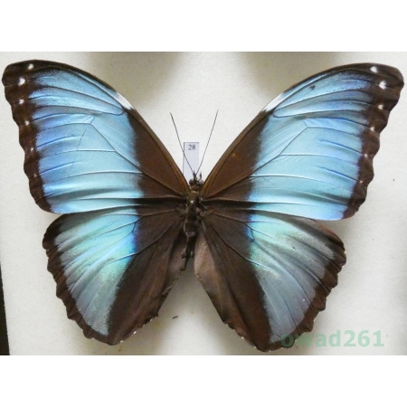 Morpho patroclus Felder, 1861 Peru 120mm28